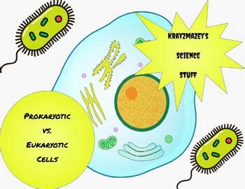 Prokaryotic Vs Eukaryotic Cells Maze Review By Krayzmazey S Science Stuff