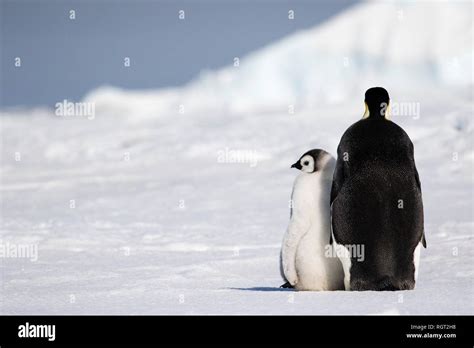 Emperor Penguin (Aptenodytes forsteri), the biggest penguin species