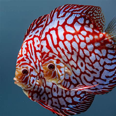 Checkerboard Pigeon Discus Thick Pattern Proven Breeding Pair