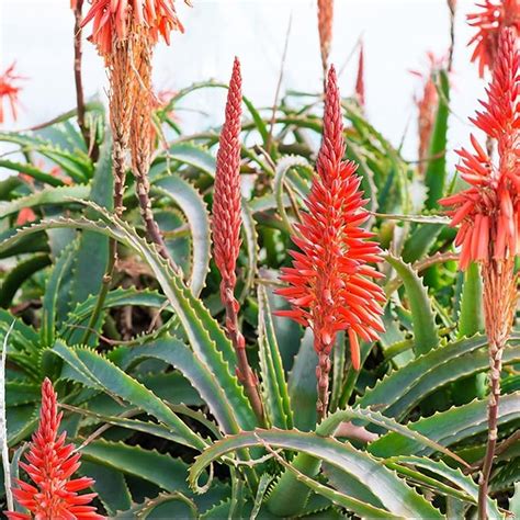 Amazon Chuxay Garden Seeds Aloe Arborescens Torch Aloe