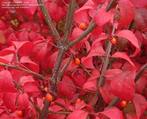 Plantfiles Pictures Euonymus Dwarf Burning Bush Cork Bush Winged Euonymus Compacta