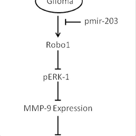 A Relative MiR 203 Expression Levels In Human Anaplastic Astrocytoma