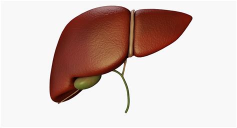 Liver Bile Duct