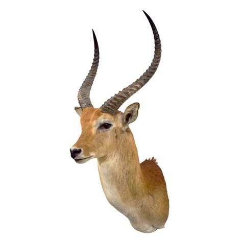 Lechwe Red Lechwe Taxidermy Mounts For Sale And Taxidermy Trophies