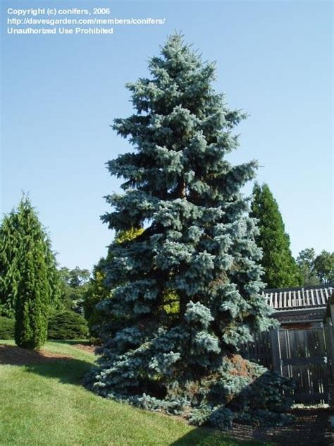 PlantFiles Pictures Colorado Spruce Blue Spruce Moerheim Picea