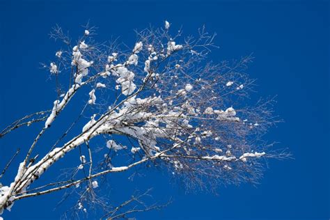 Close Up On Snowy Covered Nude Trees In Julian Alps In Blue Sky In Winter Season Stock Photo