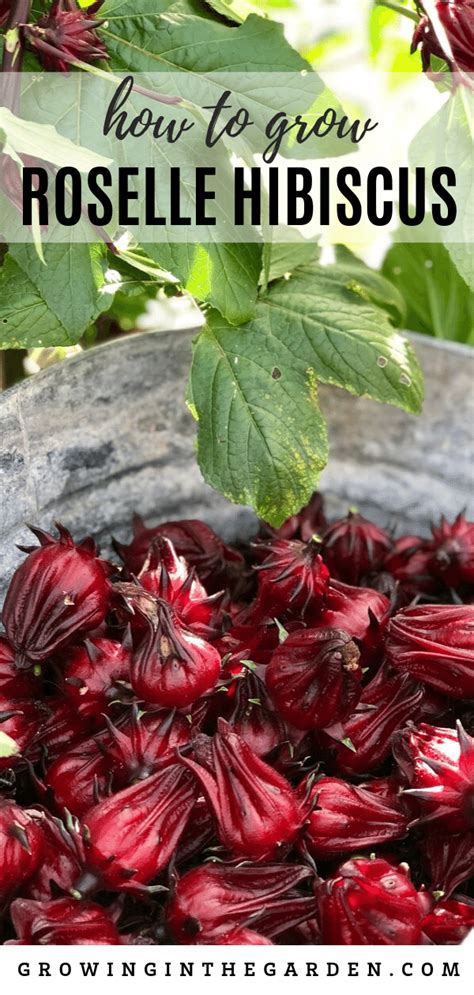 How To Grow Roselle Hibiscus Growing Jamaican Sorrel Artofit