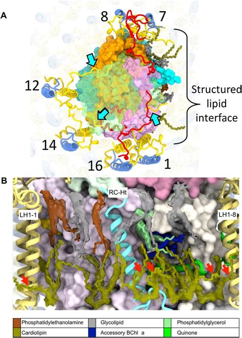 Stabilization Of RC LH1 Complex A View Of The Periplasmic Face Of