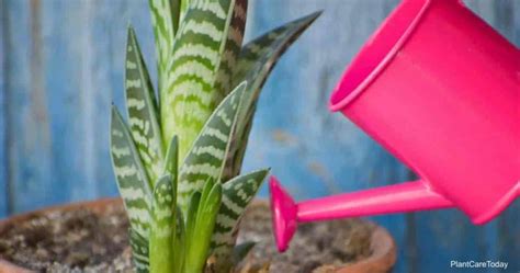 How Often And When To Water Aloe Plants