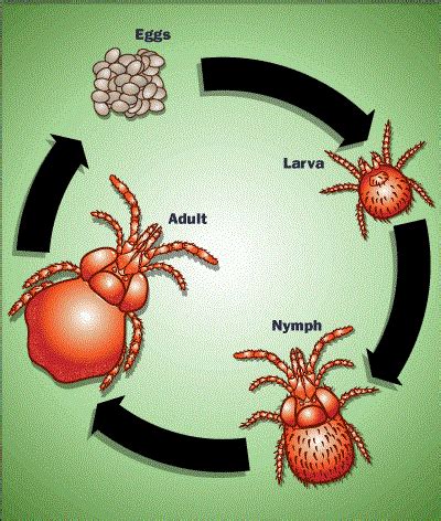 How to Get Rid of Chiggers on Dogs - Treatment for Chigger Bites on ...