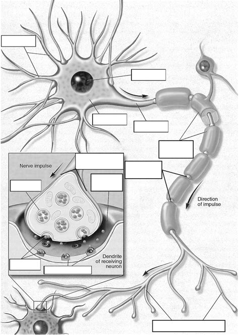 Ap Psych Unit Neuron Diagram Diagram Quizlet