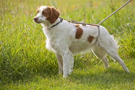 Brittany Dog Breed Characteristics And Care