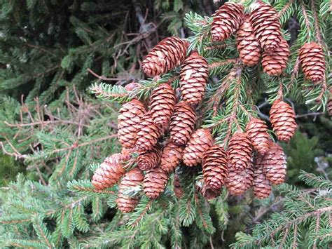 Pinaceae Of Maine