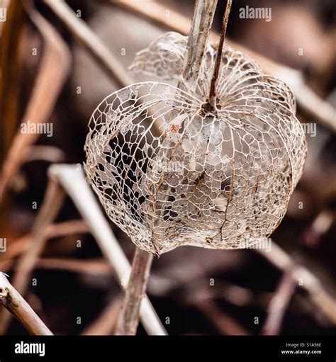 Nature's structures Stock Photo, Royalty Free Image: 310624902 - Alamy