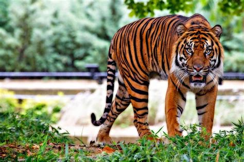 Why Are Tigers Endangered? | 10 Reasons Tigers Are Endangered ...