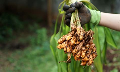 7 Cara Menanam Kunyit Di Pot Mudah Untuk Dilakukan Di Rumah