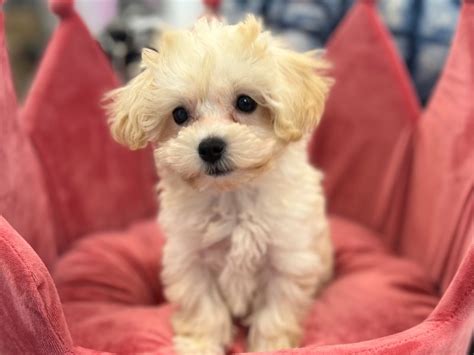 Furrylicious Maltipoo Dog Female Apricot W White Markings 3191789