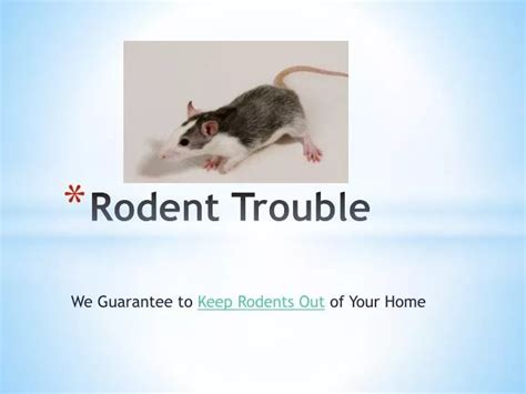 Ppt Rodent Problems We Guarantee To Keep Rodents Out Of Your H