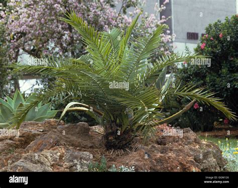 Phoenix Roebelenii Agm Miniature Date Palm Pal019896 Stock Photo Alamy