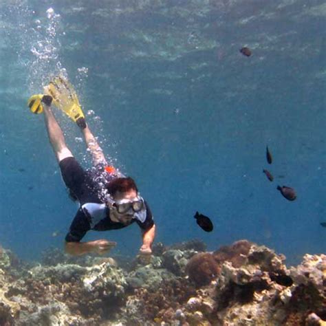 Snorkeling At Mnemba Atoll Things To Do In Zanzibar