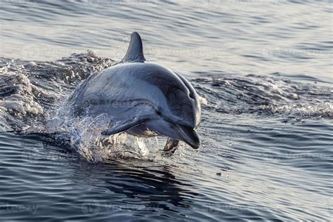 striped Dolphin while jumping in the deep blue sea 12009835 Stock Photo ...