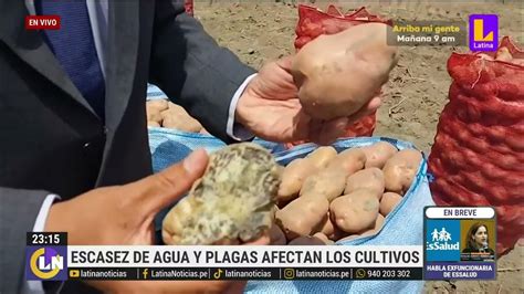 Arequipa Miles De Hectáreas De Papa Arroz Y Cebollas Se Ven Afectadas