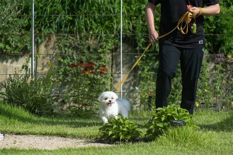 Understanding Maltese Terrier Temperament for Happy Owners