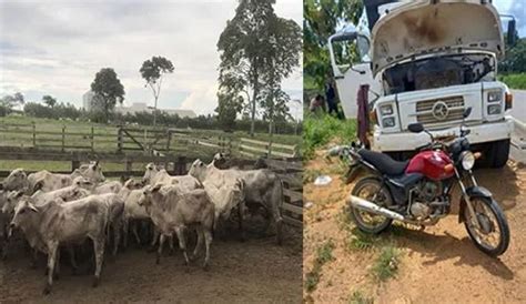 Dupla Presa Em Flagrante Caminh O Carregado De Gado Roubado