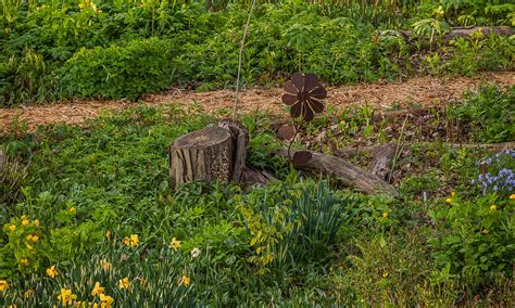 how to remove small tree stump 11