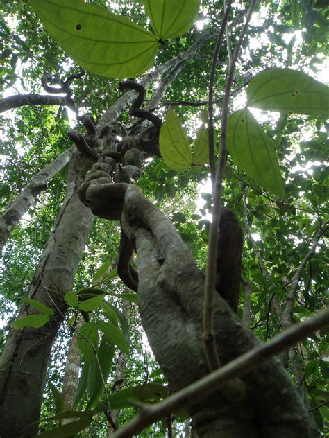 Scientists Race To Determine Why Vines Are Taking Over Forests In The