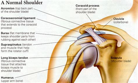 Shoulder Injuries