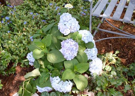 Hydrangea Endless Summer - Tree Top Nursery & Landscape Inc.