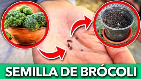 C Mo Sembrar Semillas De Br Coli En Una Casa Sembrar Plantas