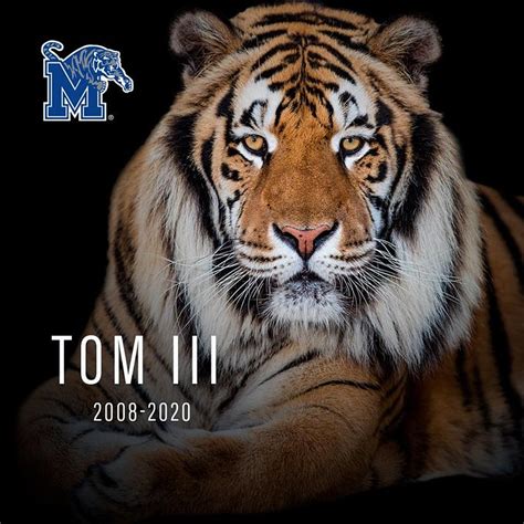 Memphis Tigers Mascot, TOM III, Dies