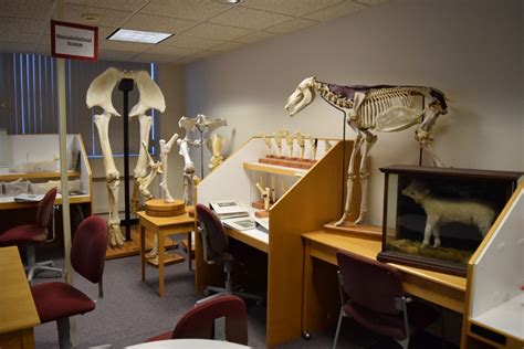 Doctor of Veterinary Medicine (DVM) Curriculum – WildLIFE