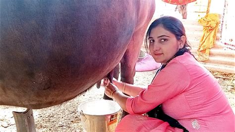 Milking Video Buffalo Milking By Hand Jiyaaarya New Video Trending