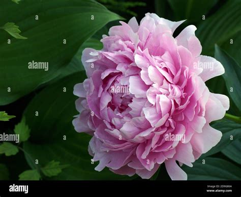 Paeonia Lactiflora Sarah Bernhardt Double Pink Peony Flower Paeonia