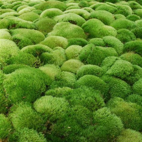 Green Moss Growing On The Ground In An Area That Looks Like It Is