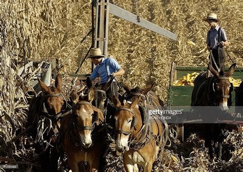 Amish Farmers Use Horse Drawn Machinery Pictures Getty Images Amish