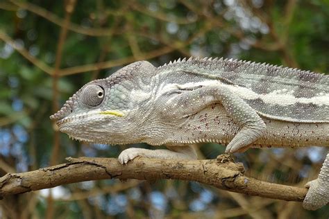 Photo Nature Lilliputienne Macrophotographies Furcifer Pardalis