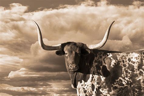 Texas Longhorn ~ Sepia Poster Print By Robert Dawson Item Varpdx1952 Michaels