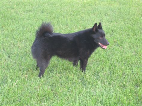 Schipperke | GreatDogSite