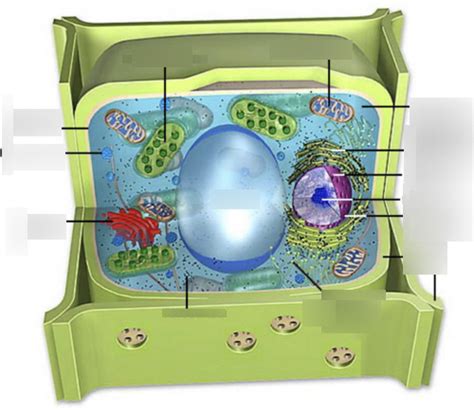 Biology Diagrams Diagram Quizlet