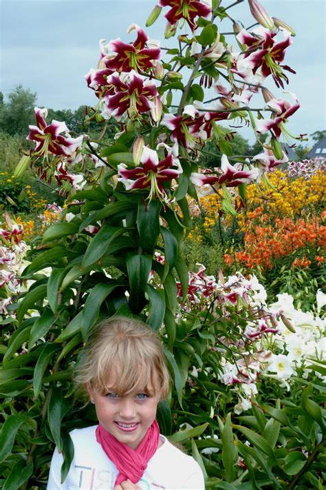 Beverly Dreams - lily bulb