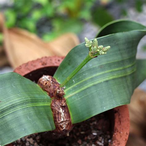 Welwitschia Mirabilis Liberty Hyde Bailey Conservatory