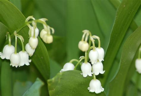 Lily of the Valley: Poisonous Landscaping Plants