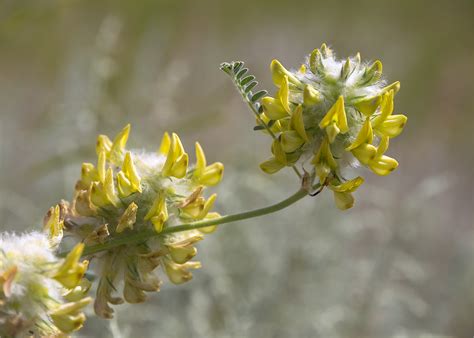 Astragalus vulpinus - Изображение особи - Плантариум