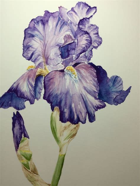 Watercolor Purple Iris Etsy Canada Iris Painting Flower Art