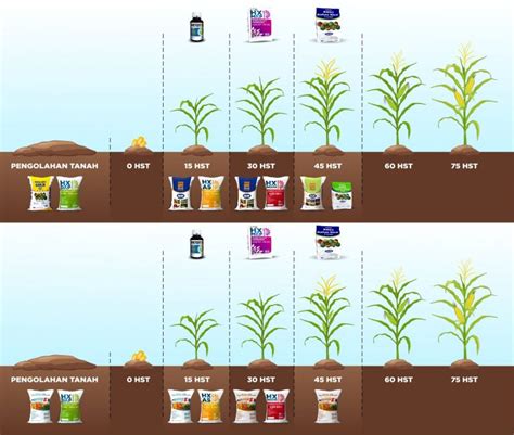 Cara Pupuk Jagung Hibrida Sinautani