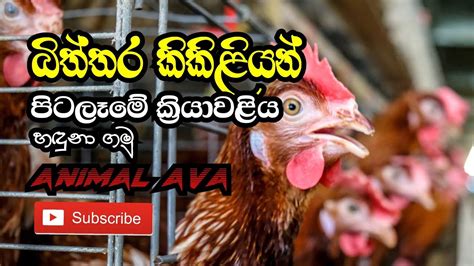 Culling Of Layer Hens නුසුදුසු කිකිළියන් ඉවත් කිරීම Youtube